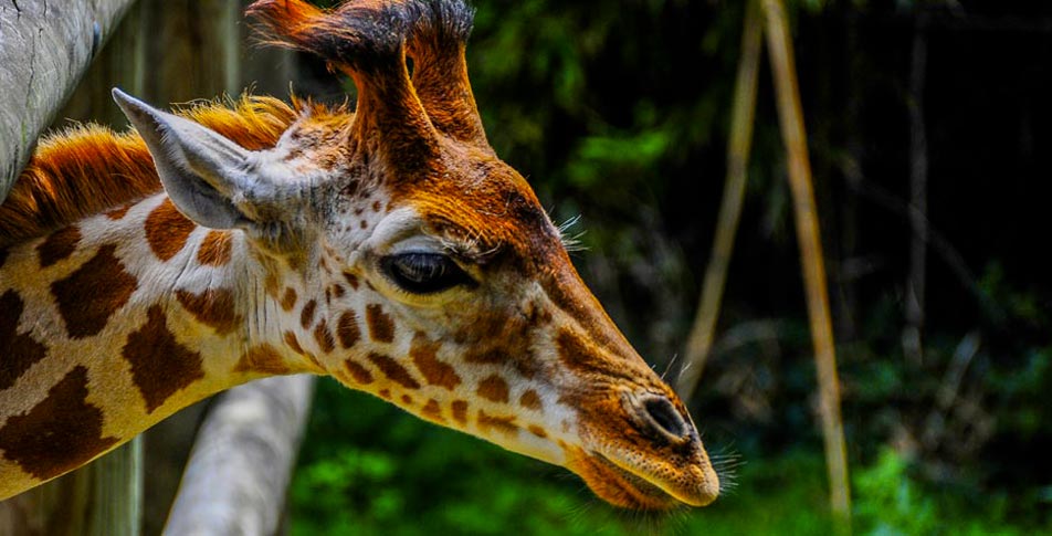 zoo de vendée